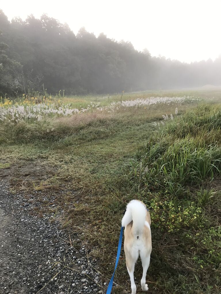 犬に近付ける時間 Shippo House