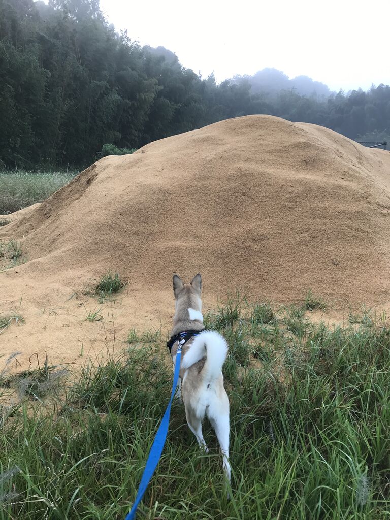 犬に近付ける時間 Shippo House