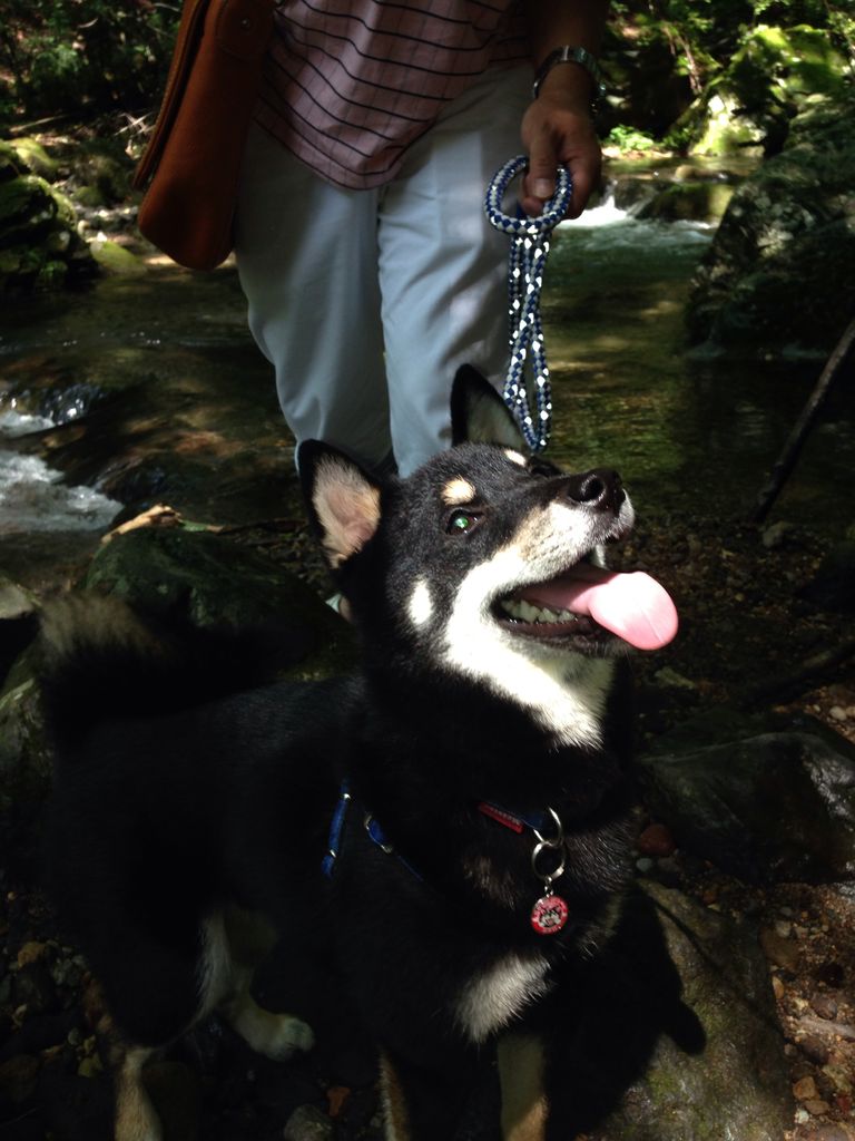 興奮とストレス 柴犬男子とマンチカン娘の成長記録 興奮とストレス 柴犬男子とマンチカン娘の成長記録