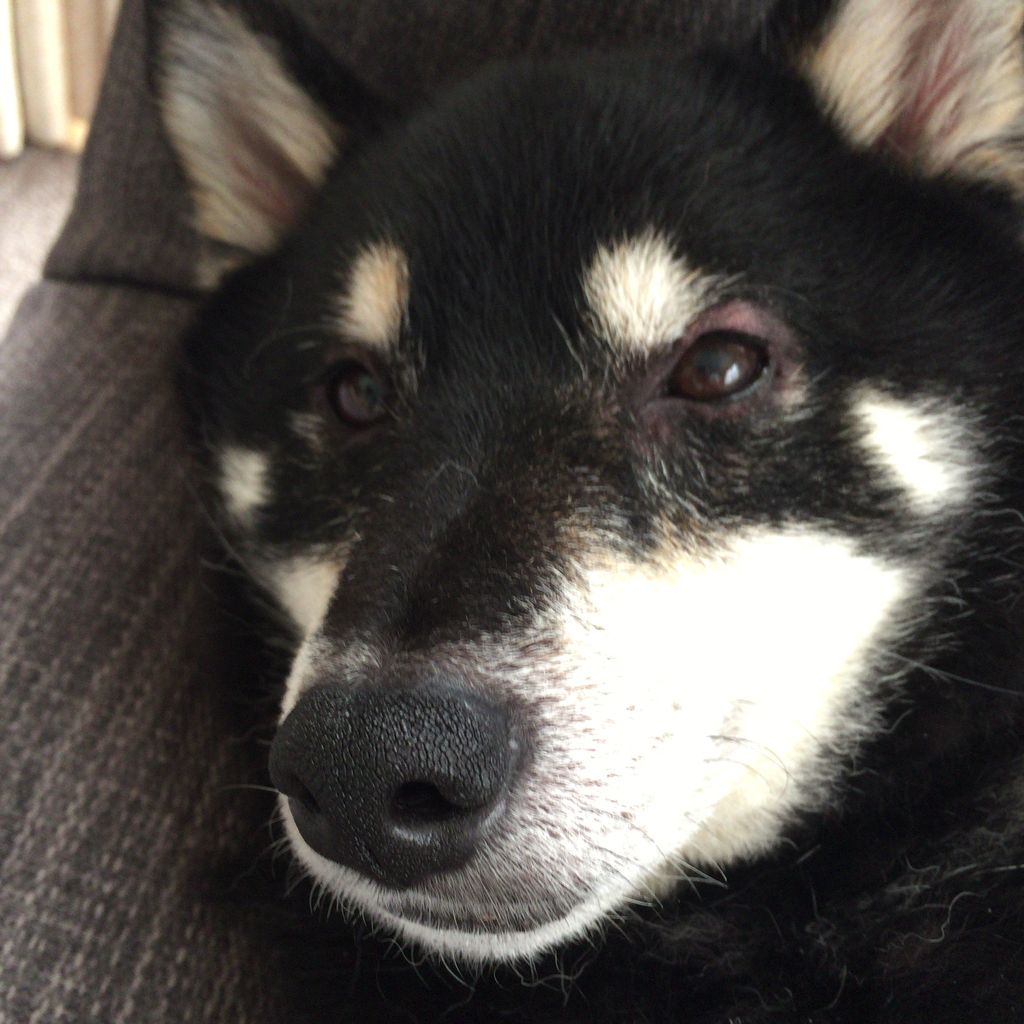 アレルギー 柴犬男子とマンチカン娘の成長記録