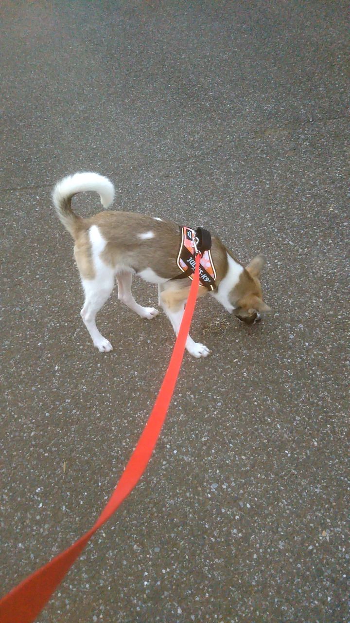 ハーネスとリードを変更 柴犬男子とマンチカン娘の成長記録 ハーネスとリードを変更 柴犬男子とマンチカン娘の成長記録