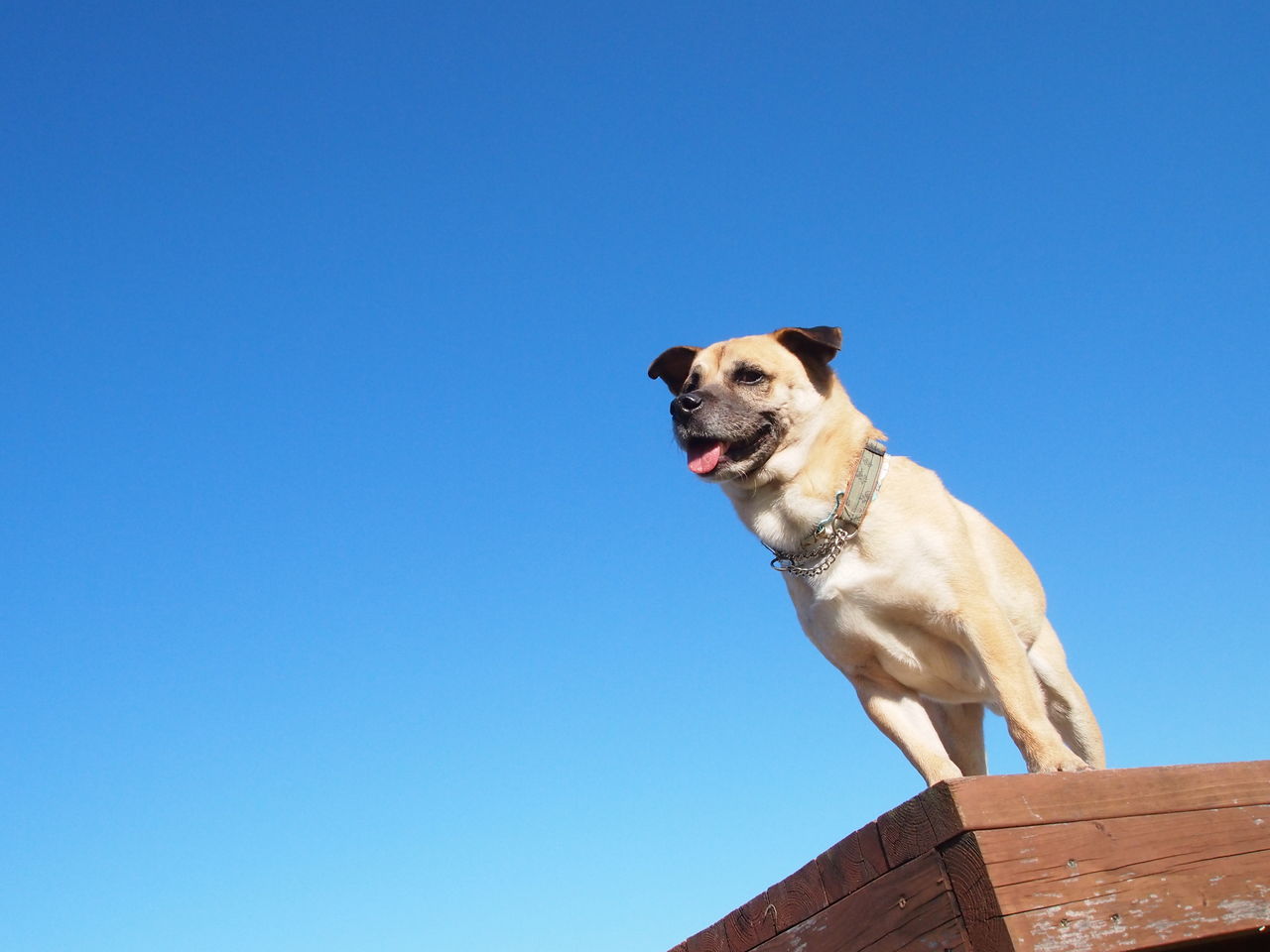 マユゲとアメと影絵写真 スギ カナのゆる犬日記