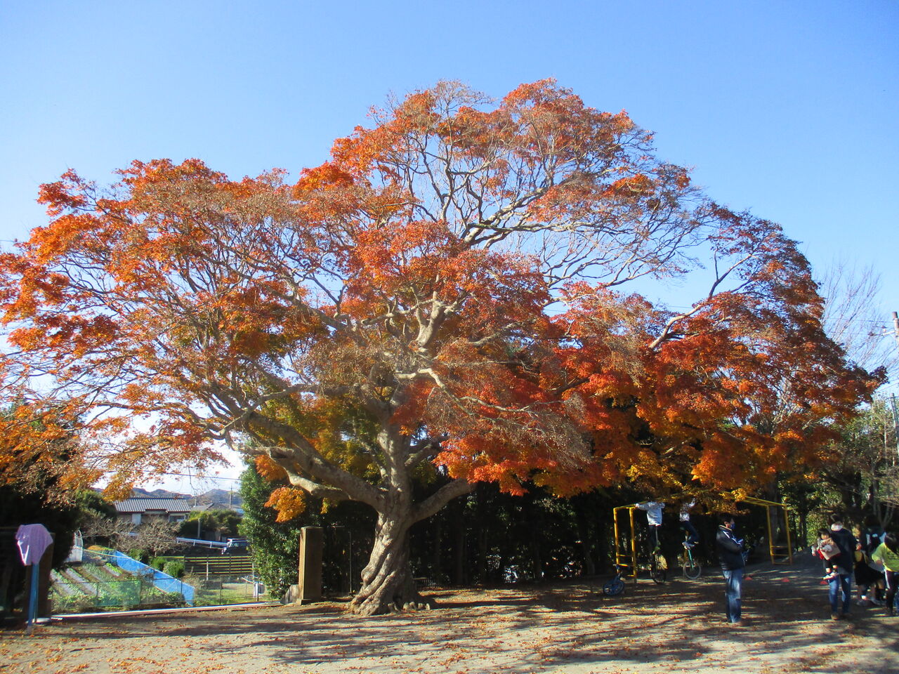 かえでの木の養生 : 館山市立神余小学校のblog