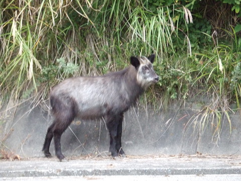 DSCF4177