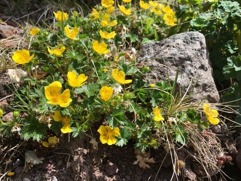 2016-06-11-09-51-21