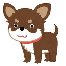 【画像】野生化したチワワ、怖すぎるｗｗｗｗｗ