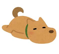 【画像】犬の賢さランキングｗｗｗｗ　なんと日本の柴犬は…