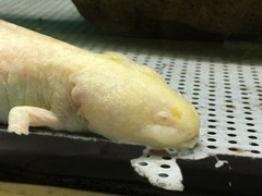 オオサンショウウオ 写真のみ 我武者羅 オオサンショウウオ 写真のみ 我武者羅