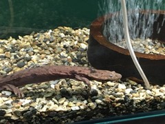 オオサンショウウオ 写真のみ 我武者羅 オオサンショウウオ 写真のみ 我武者羅