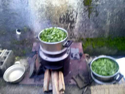 菅田手もみ茶２蒸し