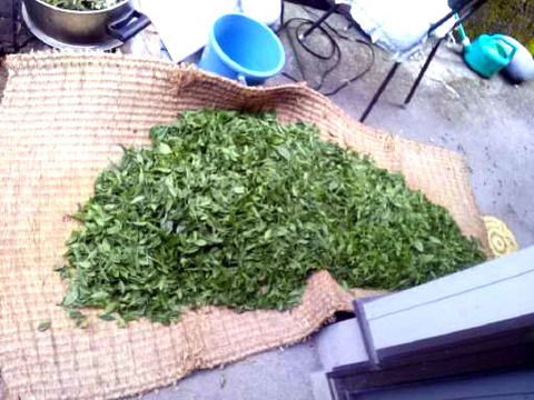 菅田手もみ茶１