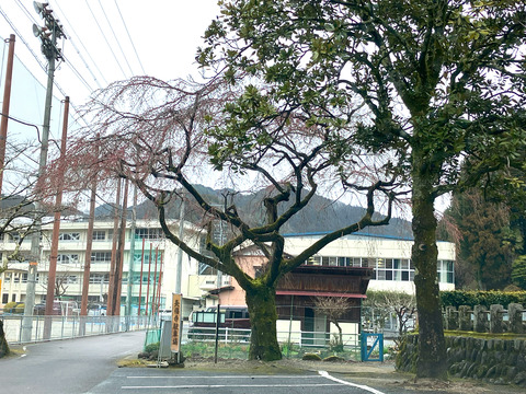 shidare0325
