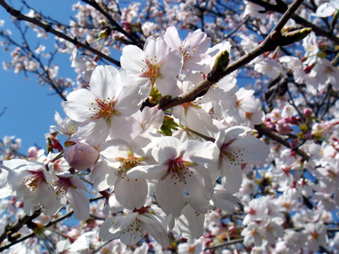 kanayamasakura_hashi03