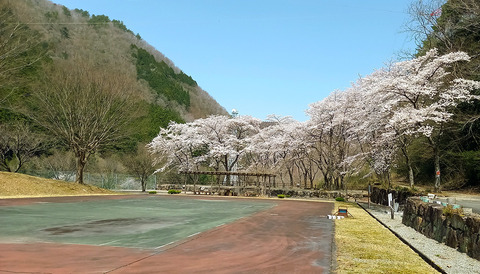 sakura_0407_tennis01
