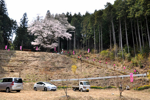 kanayamasakura_takemi00