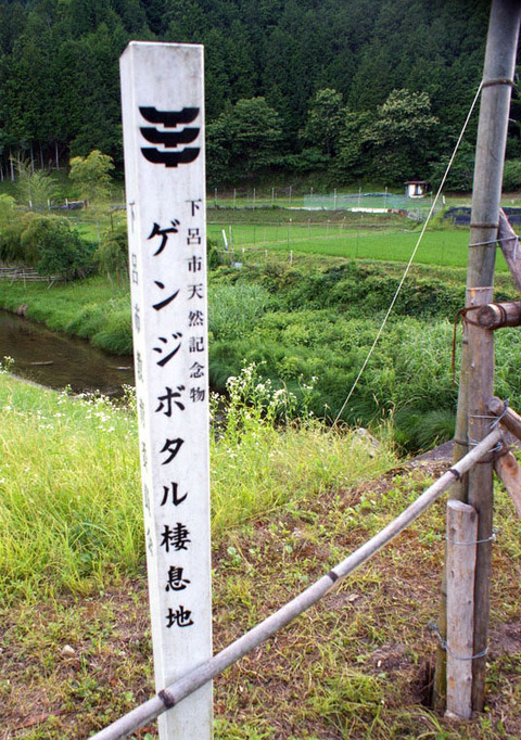 菅田川蛍大谷戸05