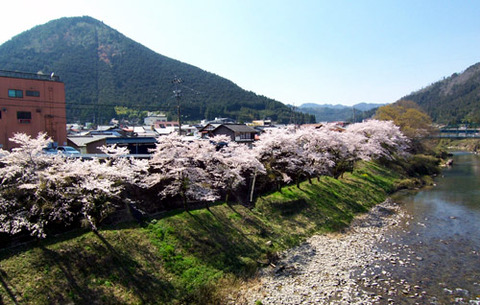 kanayamasakura_hashi02