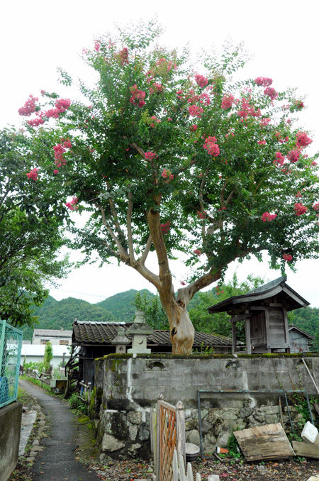 2015_kinkotsufes19
