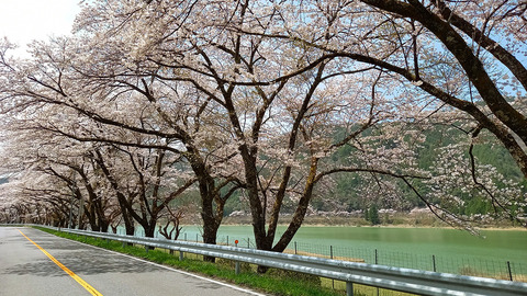 sakura_0407_hassaka