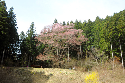 sakura_0407_takemi04
