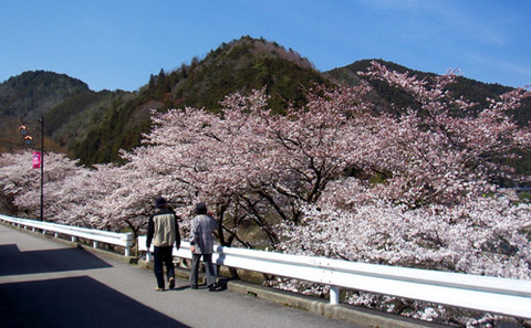 kanayamasakura_hashi04