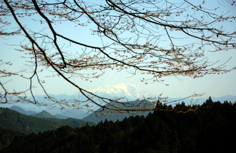 sakura_0407_takemi03