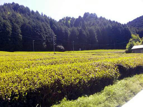 菅田手もみ茶６笹洞3区茶畑