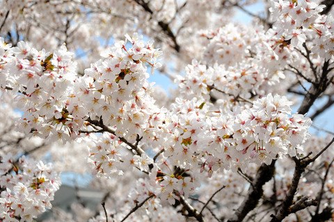 sakura_0407_kana02