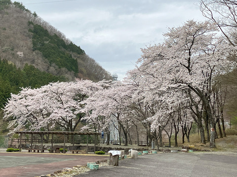 iwakage park0408
