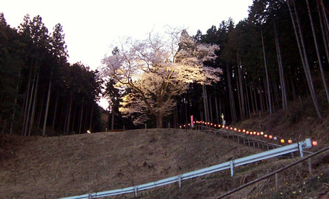 kanayamasakura_takemi08