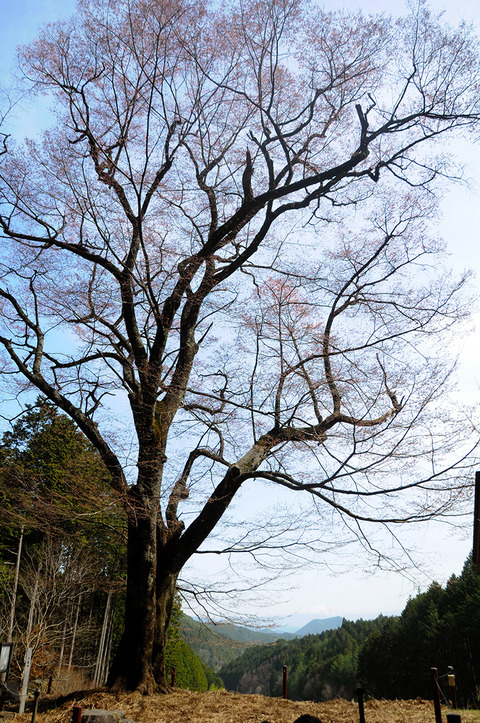 sakura_0407_takemi02