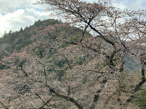 kana 323_01