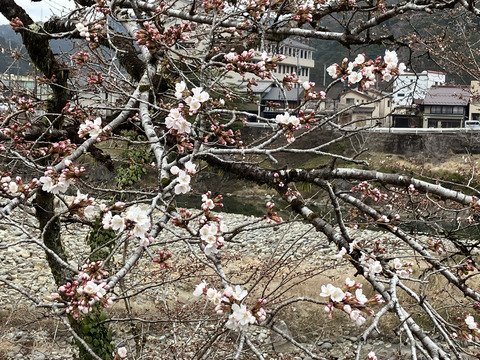 kana 325_02jpg