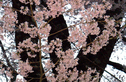 kanayamasakura_takemi04