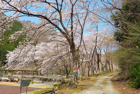 sakura_0407_tennis02