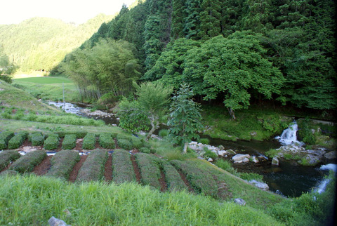菅田川蛍大谷戸01