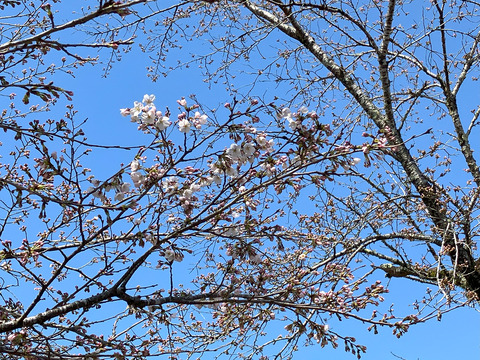 oofunato_0403b