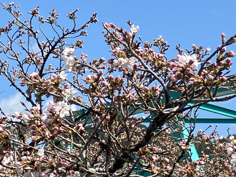 kanayama_0403b