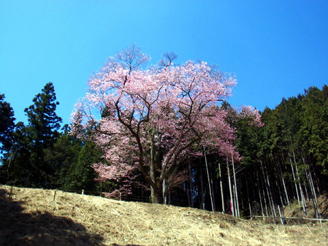kanayamasakura_takemi02