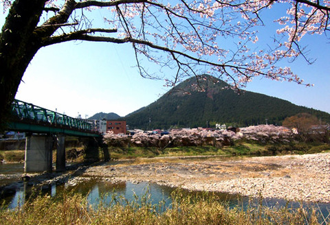 kanayamasakura_hashi01