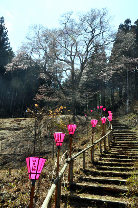 kanayamasakura_takemi03