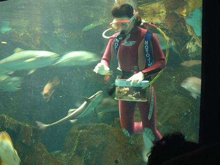 のとじま水族館 割引券とイルカショー 金沢のじわもん情報ブログ めっけもん金沢 のとじま水族館 割引券とイルカショー 金沢のじわもん情報ブログ めっけもん金沢