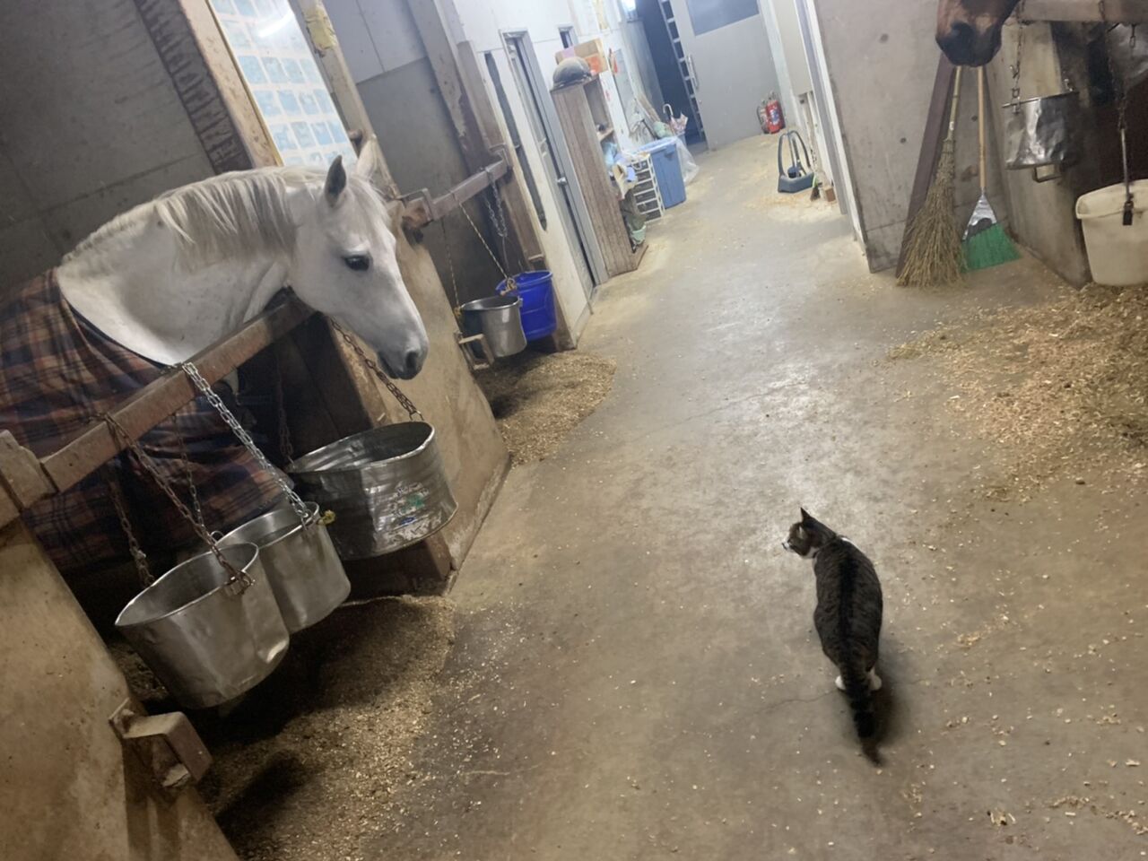 本日は雨 金沢大学馬術部のブログ 本日は雨 金沢大学馬術部のブログ