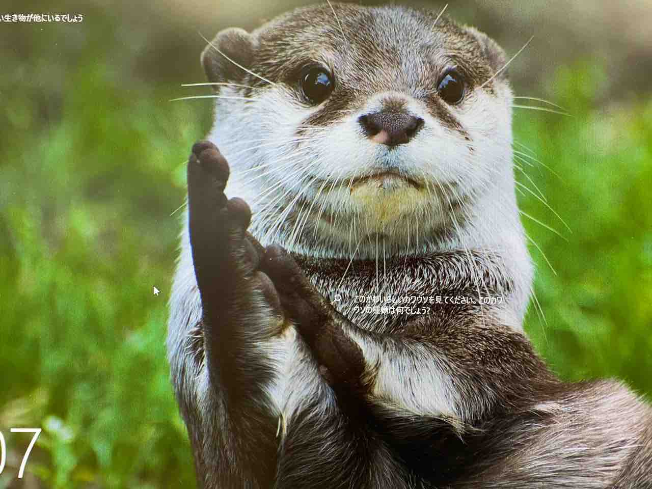 カワウソ 金澤架設blog