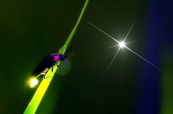 24201097_s