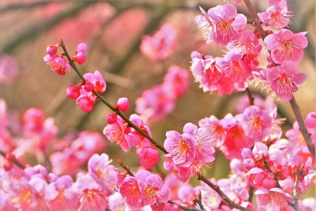 大田区の花が切手に 品川区 大田区限定のオリジナルフレーム切手 Tokyo Flower Greeting 品川区 大田区の花とプリンセス ミチコ 発売 2月3日から おおたく通信 東京都大田区の地域情報サイト