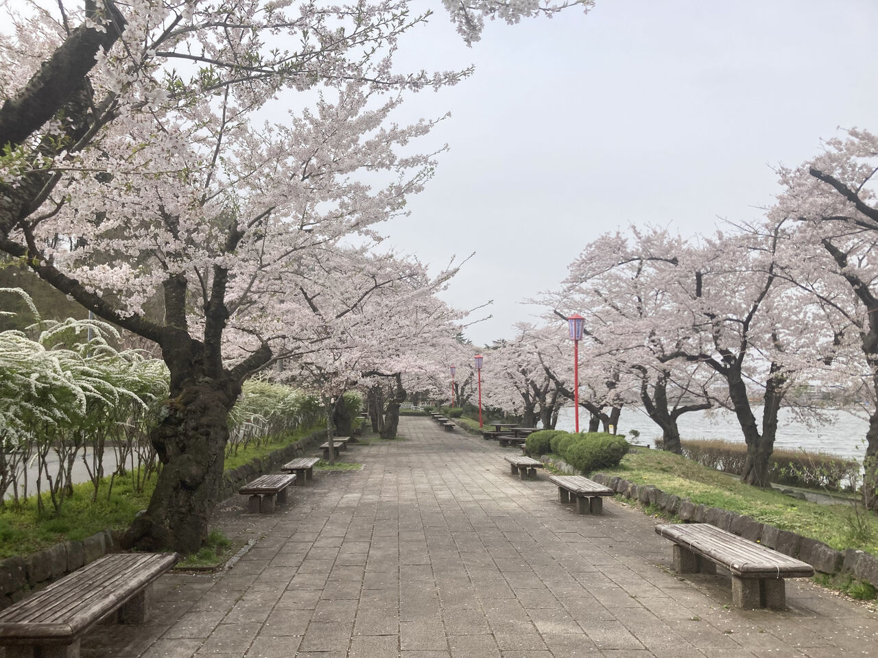 満開から葉桜まで!一休だんごの出店も!『高松公園(高松の池)』の桜見に行ってみた。※4月14日撮影 : もりおか通信 - 岩手県盛岡市の地域 ...