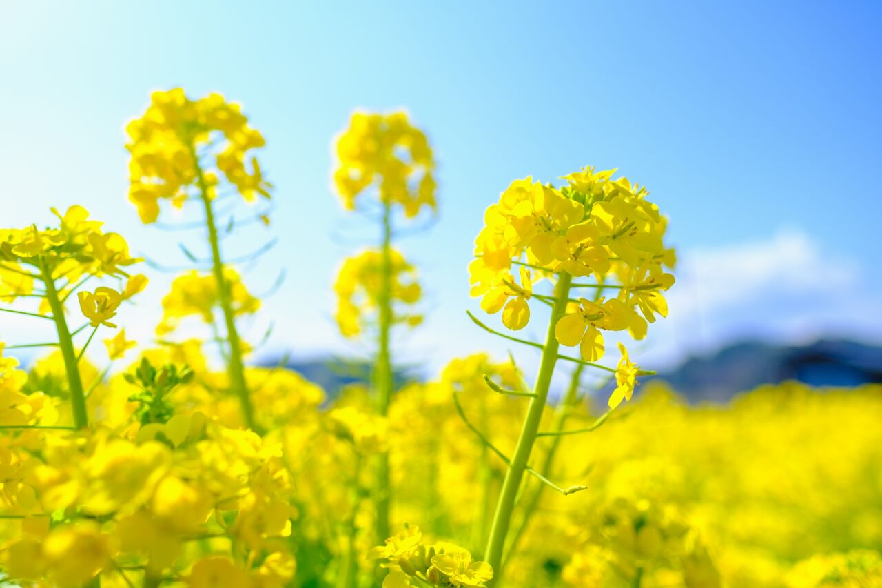 菜の花 Cna Gob Bo