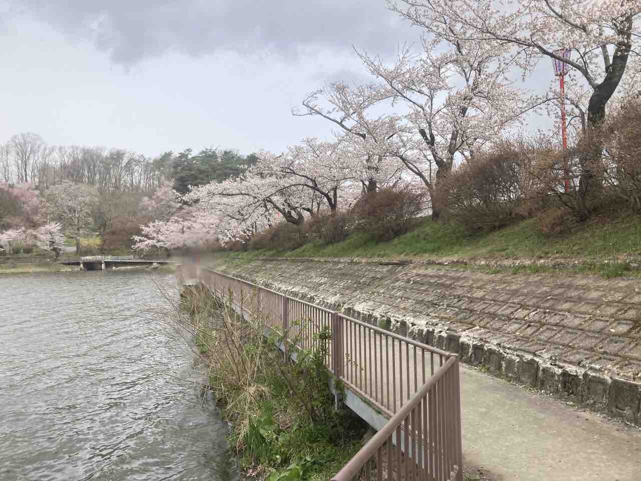 満開から葉桜まで！一休だんごの出店も！『高松公園（高松の池）』の桜見に行ってみた。※4月14日撮影 : もりおか通信 - 岩手県盛岡市の地域 ...