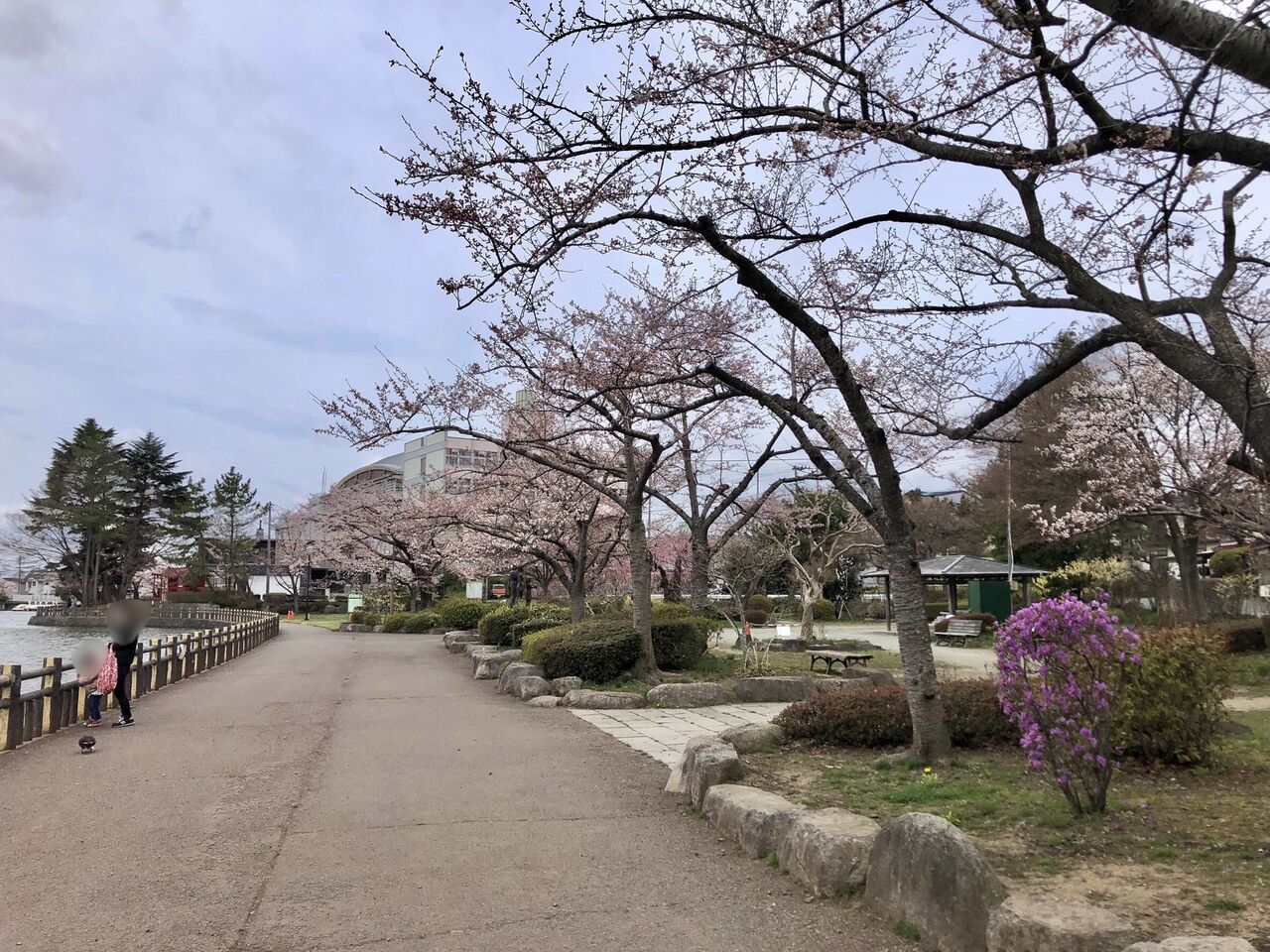 【花見2021春】『高松公園(高松の池)』の桜の花見てきた。 ※4月13日撮影 : もりおか通信 - 岩手県盛岡市の地域情報サイト